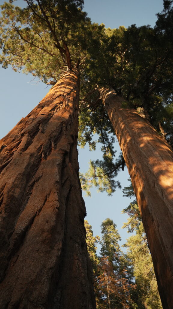 Giant Sequoias on the Sherman Tree Trail