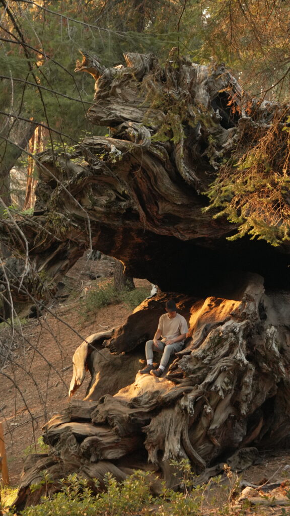 Sitting on the Michigan Tree in King's Canyon National Park