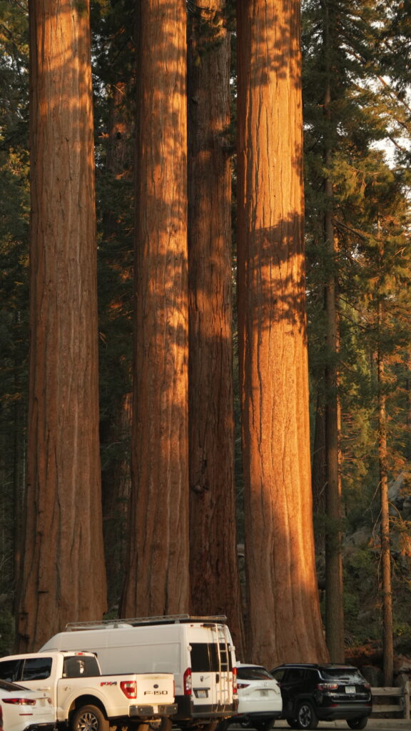 Sunset at the Grant Grove