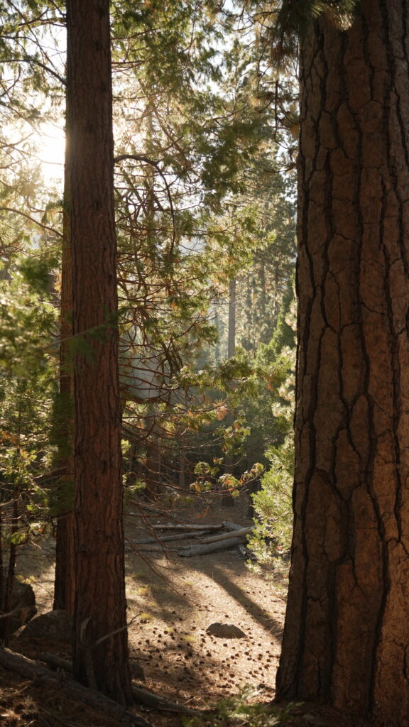 John Muir Trail in the morning light