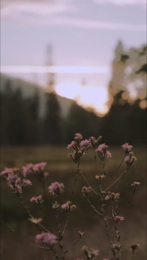 El Capitan Meadow during sunset